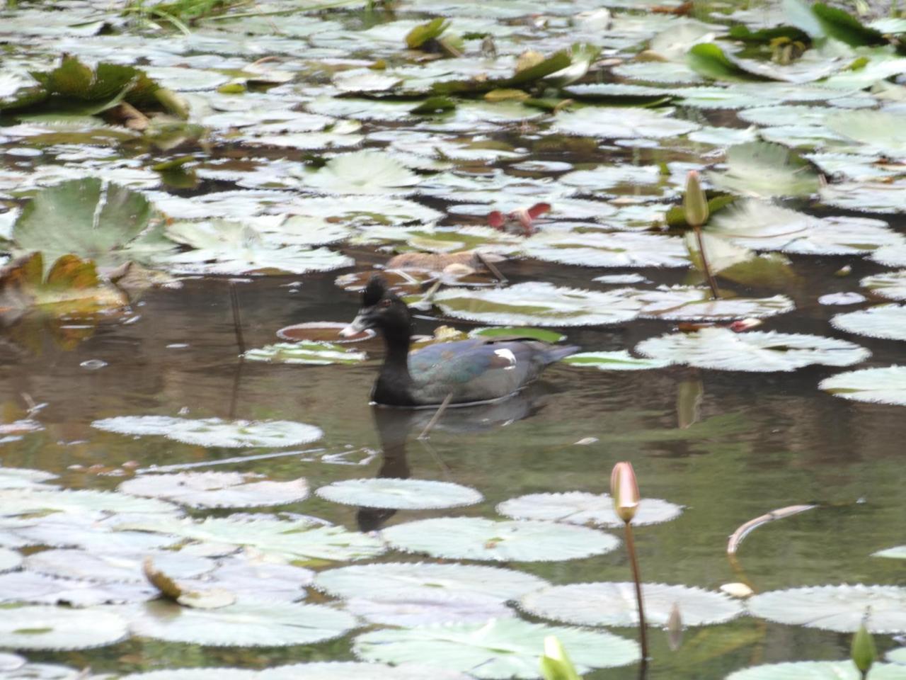 Horquetas River Lodge Sarapiquí Eksteriør bilde