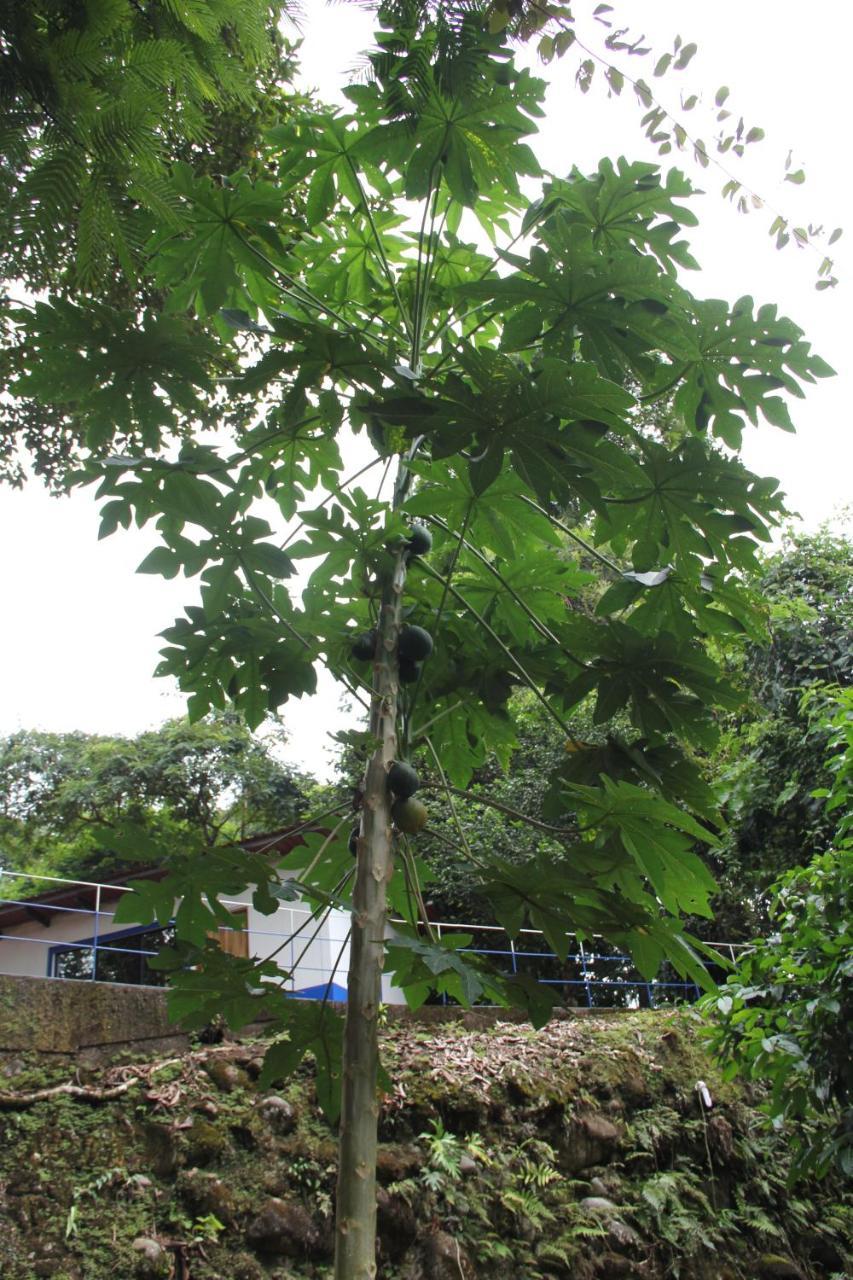 Horquetas River Lodge Sarapiquí Eksteriør bilde