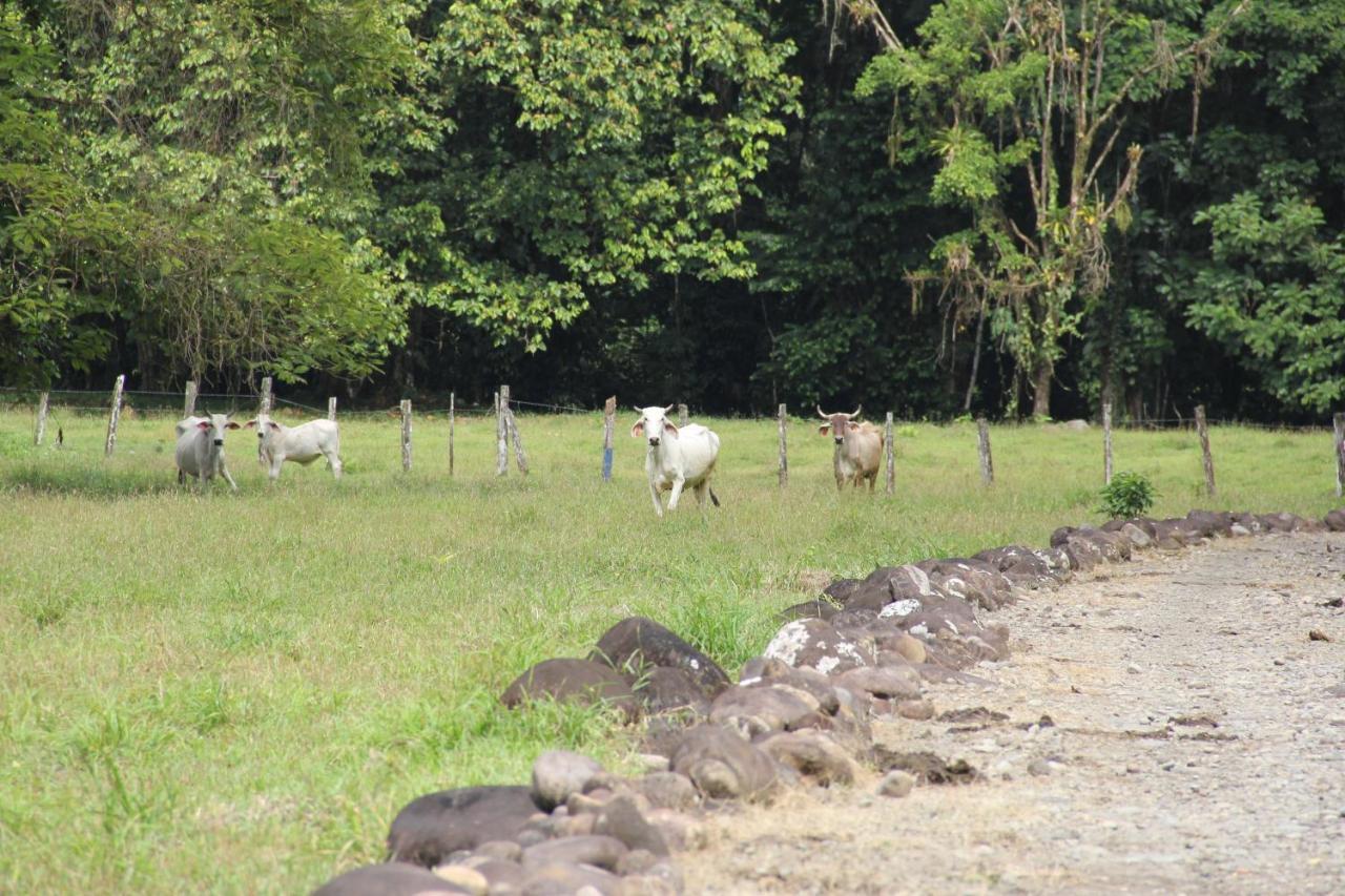 Horquetas River Lodge Sarapiquí Eksteriør bilde